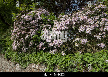 Clematis Montans herum Rubens in voller Blüte überhängenden Stein Garten Wand Stockfoto