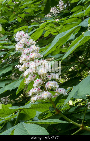 Große Blumen auf eine indische Rosskastanie Baum, die Blüten sind manchmal wie Kerzen bekannt. Stockfoto