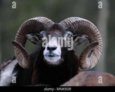 Big Mufflon sucht im Winter, Porträt, (Ovis aries) Stockfoto