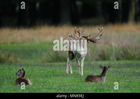 Brache Buck auf der Wiese im Herbst, (Dama Dama) Stockfoto