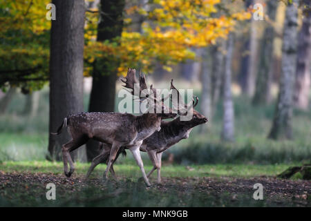 Zwei brache Buck vor dem Kampf, Paarungszeit, (Dama Dama) Stockfoto