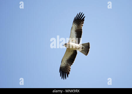 Zwergadler (Aquila pennata) Stockfoto