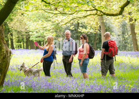 Eine Gruppe von Menschen zu Fuß in einem Bluebell Holz im Frühjahr in Yorkshire, Großbritannien Stockfoto