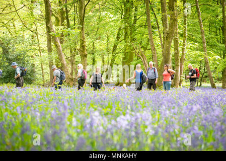 Eine Gruppe von Menschen zu Fuß in einem Bluebell Holz im Frühjahr in Yorkshire, Großbritannien Stockfoto