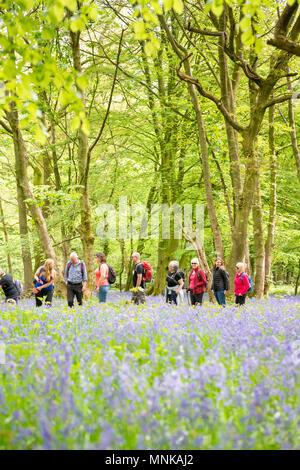 Eine Gruppe von Menschen zu Fuß in einem Bluebell Holz im Frühjahr in Yorkshire, Großbritannien Stockfoto