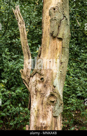 Muster auf einem toten Baumstamm in Wäldern in Großbritannien Stockfoto