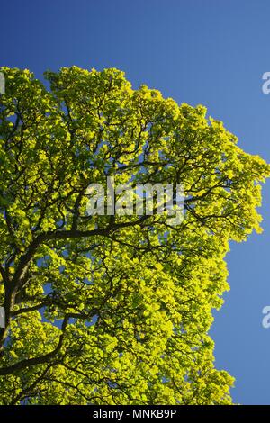 Hintergrundbeleuchtung Sycamore Tree (Acer pseudoplatanus) an einem sonnigen Frühlingstag, Universität Aberdeen, Schottland, Großbritannien. Stockfoto