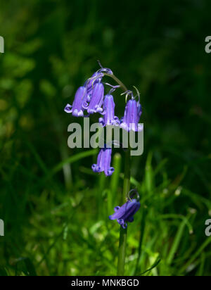 Native English Bluebells in ländlichen Sussex im Frühling. Stockfoto