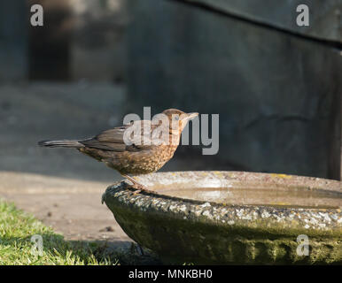 Junge europäische Amsel trinken aus vogelbad in Sussex Garden im Mai. Stockfoto