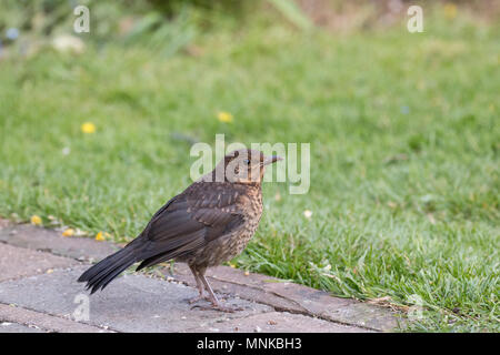 Europäische Blackbird Junge in Sussex Garden. Stockfoto