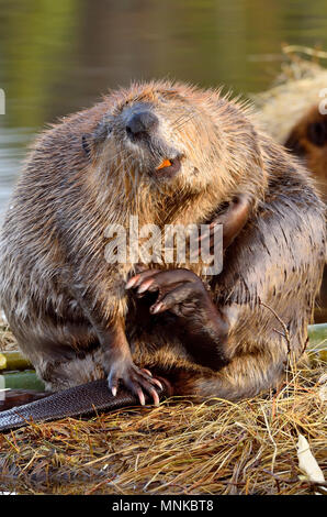 Eine vertikale Nahaufnahme Bild eines erwachsenen Biber "Castor canadensis'; Beschneidung sein Fell mit einem Gesichtsausdruck, dass er genießt das Scratch Stockfoto