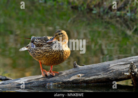 Ein horizontales Bild eines weiblichen Stockente (Anas platyrhynchos) stehend auf einen gefallenen Log in einer abgelegenen Gegend des Bibers Teich an Maxwell See in Hua Hin Stockfoto