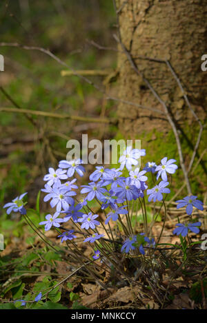 Schöner Frühling Primeln, Leberblümchen, im Wald. Stockfoto