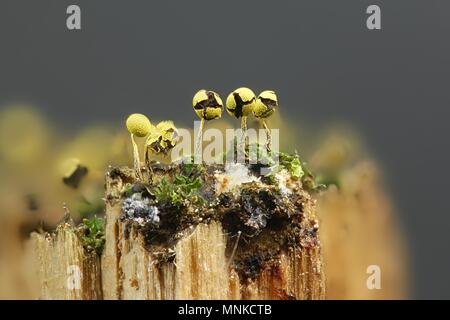 Golden Schleimpilze Physarum viride var. aurantiacum, Stockfoto
