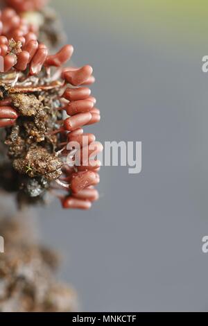 Karneval candy Schleimpilze Arcyria denudata, Stockfoto