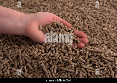 Kiefer woden Biomasse Pellets in den Händen gebildet Stockfoto