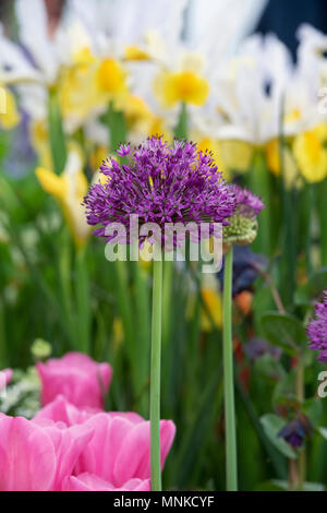 Allium hollandicum 'Purple Sensation'. Zierpflanzen Zwiebel Blumen auf Anzeige an eine Blume zeigen. Großbritannien Stockfoto