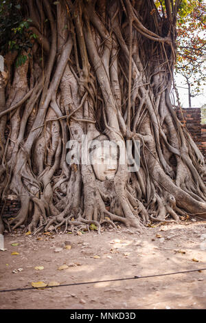 Buddha Kopf Baum Wat Maha Bodhi Baum Wurzeln, die in der Falle. Stockfoto