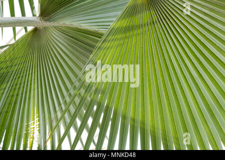 Bismarckia nobilis. Bismarck palm Lamellen innerhalb der glasshouse RHS Wisley Gardens, Surrey, Großbritannien Stockfoto