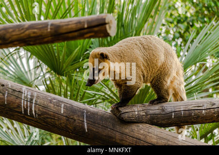 Südamerikanischer nasenbär Nasua nasua Wildlife Tier im Zoo. Stockfoto