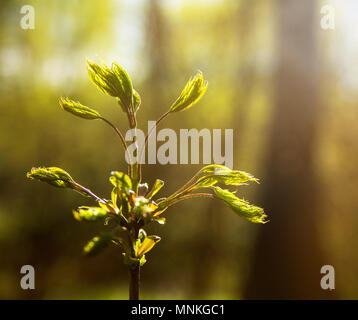 Die ersten Blätter auf einem Zweig von Mountain Ash im Frühjahr Wald Stockfoto