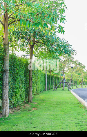 Grünen Rasen, grüne Hecke und grüne Bäume Hintergrund im Garten Stockfoto