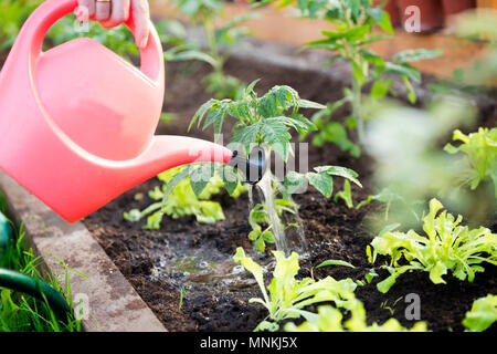 Bewässerung Sämling Tomatenpflanze im Gewächshaus Garten mit roten Gießkanne. Gartenarbeit Konzept Stockfoto