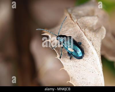 Altica sp. Käfer auf eine getrocknete Blätter Stockfoto