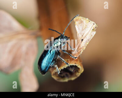 Altica sp. Käfer auf einer getrockneten Pflanze, Seitenansicht Stockfoto