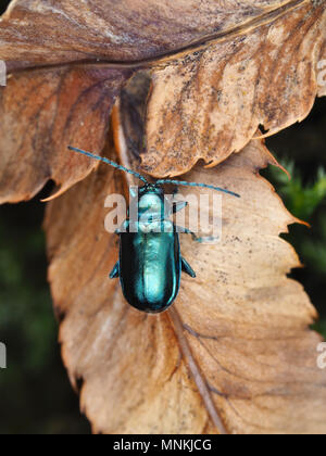 Altica sp. Käfer auf getrocknete Blätter, dorsale Ansicht Stockfoto