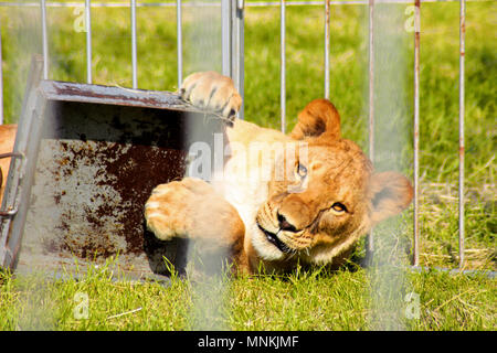 Die löwin liegt auf dem Gras in einem Käfig, hält ein Bügeleisen Schüssel in die Pfoten und freut sich. Stockfoto