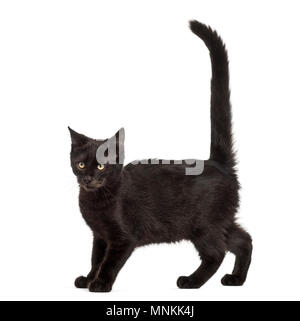 Gemischt - Rasse schwarze Katze auf schwarzem Hintergrund Stockfoto