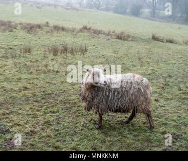 Ein sehr nasses und schmutziges Schaf Stehend auf einem Hügel Feld in Regen, Derbyshire, Peak District, England, Großbritannien Stockfoto