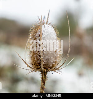 Dipsacus fullonum, gemeinsame Karde mit Schnee im Winter, England, Großbritannien Stockfoto