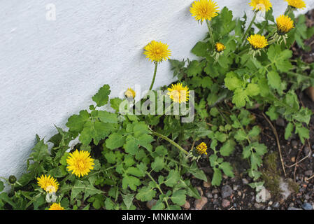 Blühende Löwenzahn Pflanzen in Riss der weißen Wand wächst Stockfoto