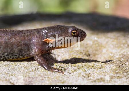Bergmolch, Ichthyosaura alpestris, stehend auf dem Land. Close-up Seitenansicht mit Kopf und Beinen. Stockfoto