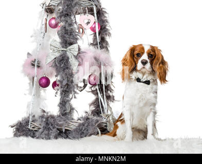 Cavalier King Charles Spaniel neben Weihnachten Dekoration vor weißem Hintergrund Stockfoto