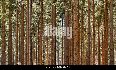 Wald Stockfoto