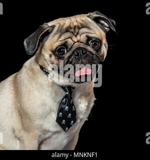 Pug in Krawatte keuchend auf schwarzem Hintergrund Stockfoto
