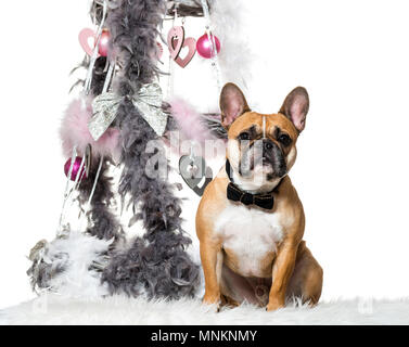 Französische Bulldogge in Bow Tie neben Weihnachten Dekoration vor weißem Hintergrund sitzen Stockfoto