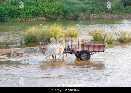 Ochsenkarren mit extrahierten Kies Überquerung der Vennar (ein Zweig des Cauvery) Fluss Thanjavur, früher Tanjore, Tamil Nadu, Südindien geladen Stockfoto