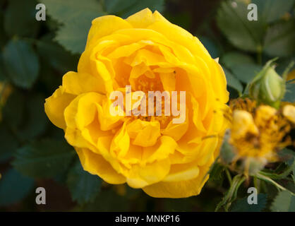 Close up Schöne gelbe Rose mit vielen Schichten der Blütenblätter. Stockfoto