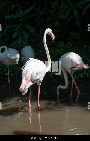 Mehr Flamingo, schöne rosa Big Bird in Wasser. Stockfoto