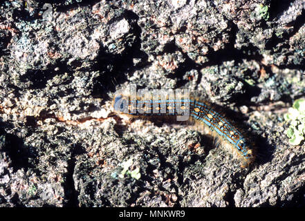 Ein Schwammspinner Raupe auf einem Baum (Lymantria dispar) auf Cape Cod, Massachusetts, USA Stockfoto