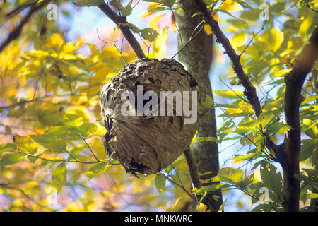 Ein Bienen Nest hoch oben in einem Baum im Wald von Easton, Massachusetts, USA Stockfoto