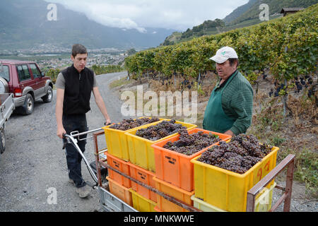 Weinleser und Kästen mit roten Weintrauben, die in einem Weinberg während der Erntezeit in der Nähe von Chamoson, Rhonetal, Kanton Wallis, Schweiz. Stockfoto