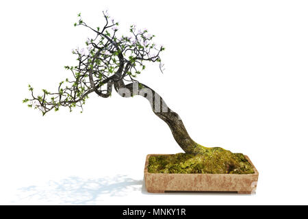 Gebogene Kübelpflanzen Bonsai Baum auf weißem Hintergrund Stockfoto