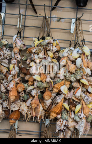 Verschiedene Arten von kleinen bunten Muscheln Stockfoto