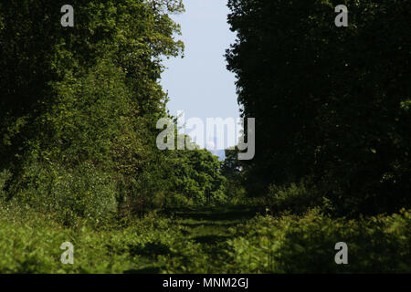 Richmond Park Stockfoto