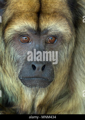 Schwarzer brüllaffe Alouatta caraya auch als schwarz-gold Brüllaffen bekannt Stockfoto